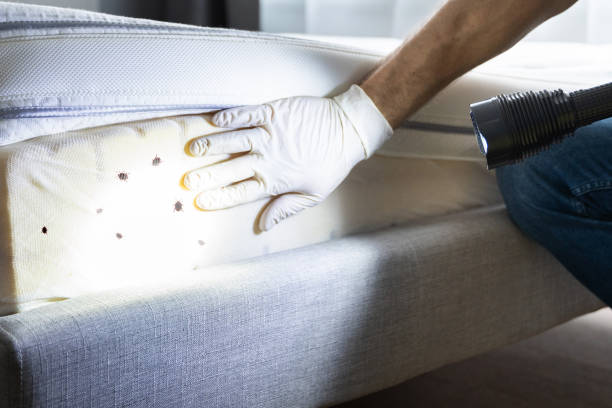 Best Mosquito Control Services  in Maryland City, MD