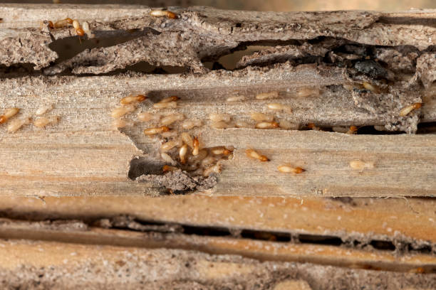  Maryland City, MD Pest Control Pros