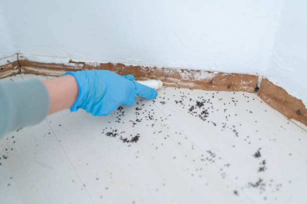Wasp Removal Services in Maryland City, MD