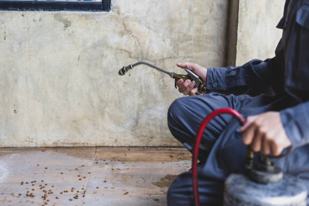 Best Rat Extermination Near Me  in Maryland City, MD
